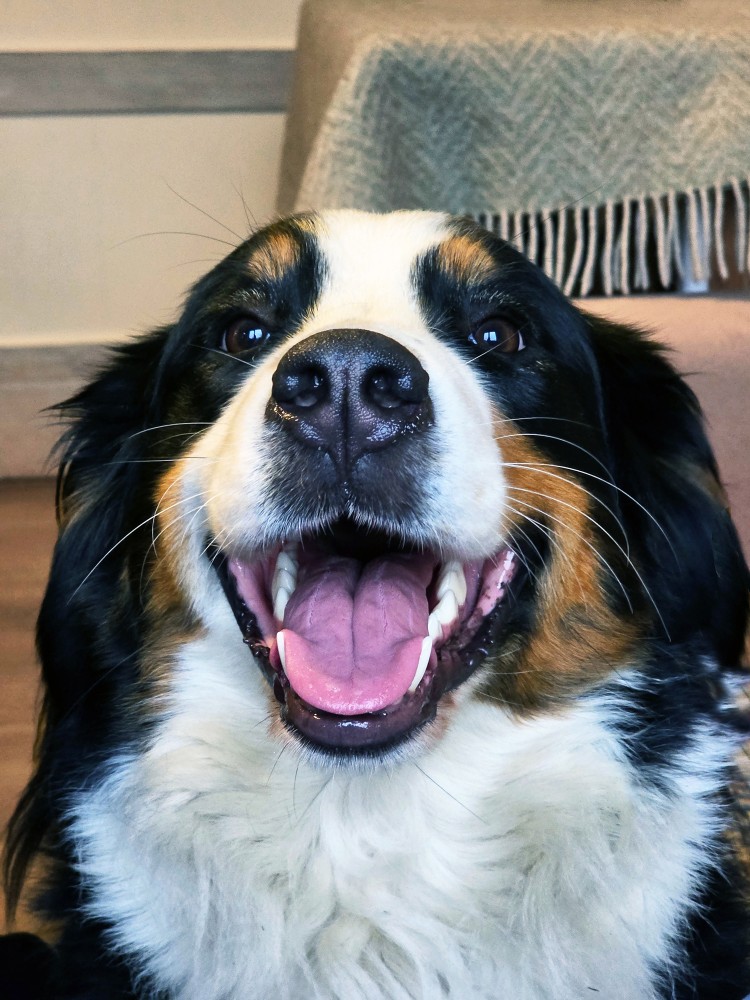 Bernese Mountain Dog