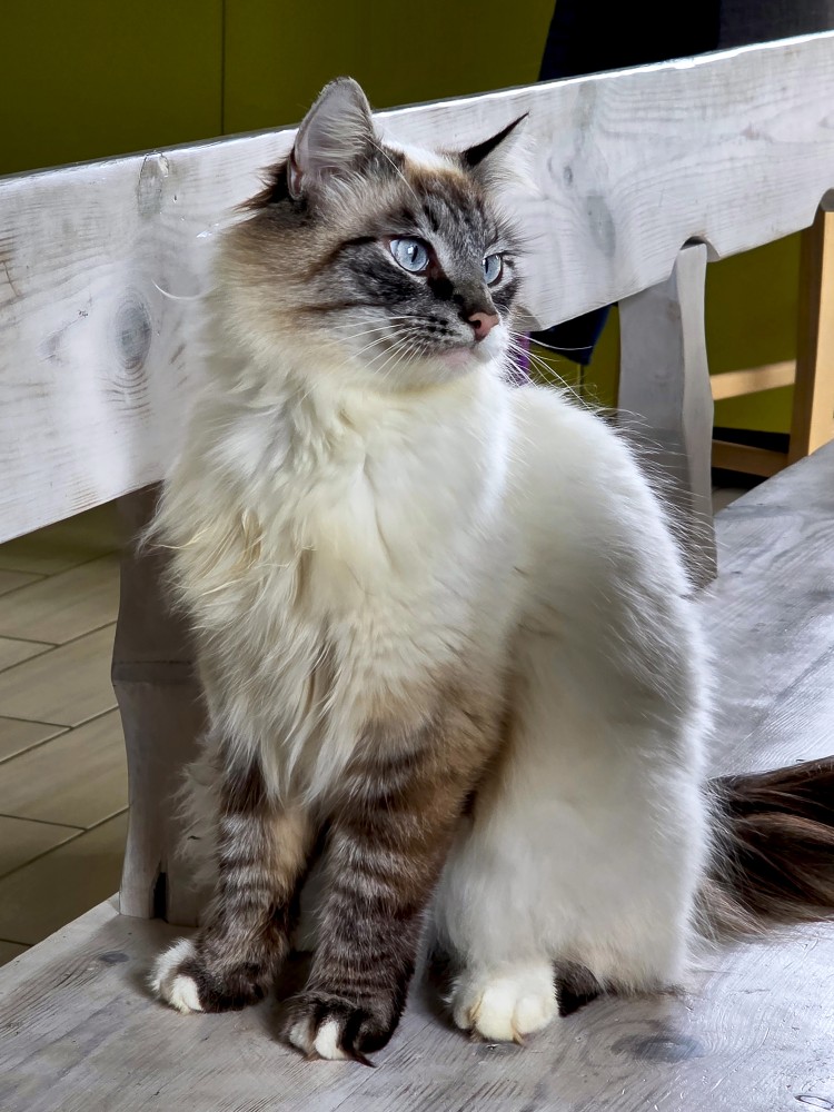 Garspalvains kaķis sēž uz koka sola telpā Garspalvains kaķis sēž uz koka sola telpā