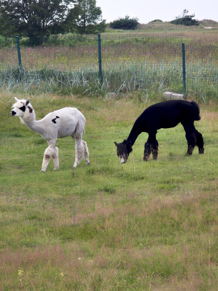 Divas alpakas