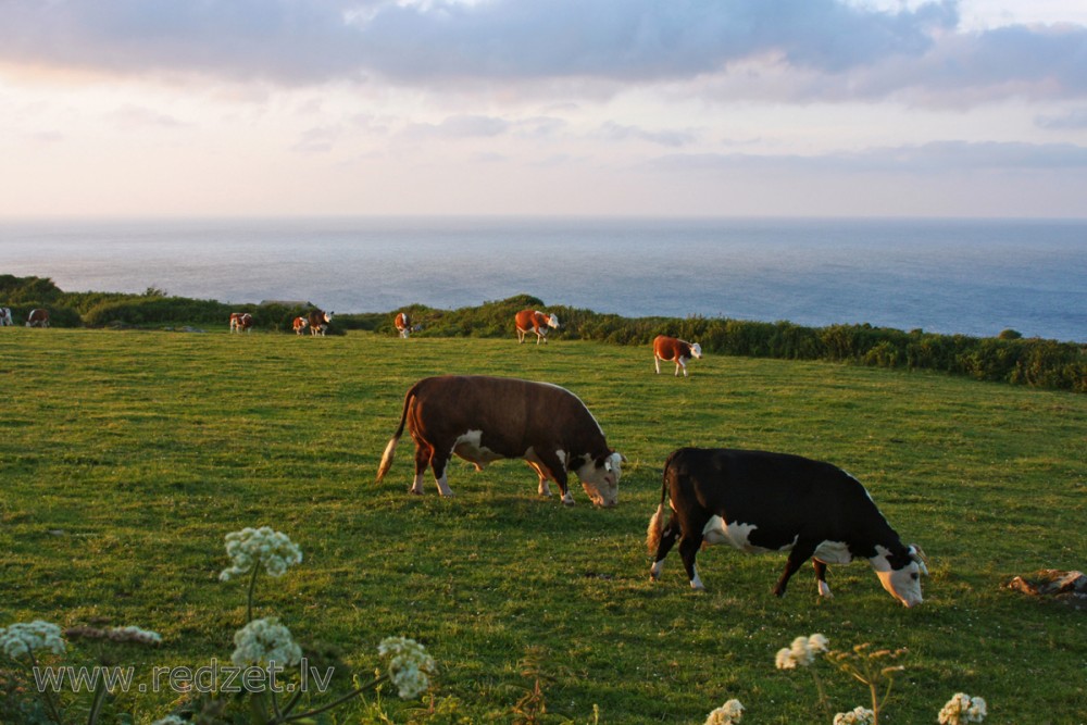 Okeāna ainava ar govīm