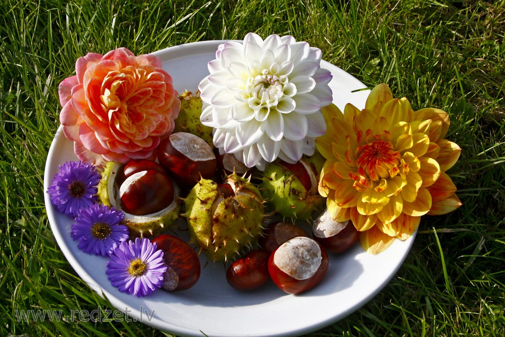 Still Life
