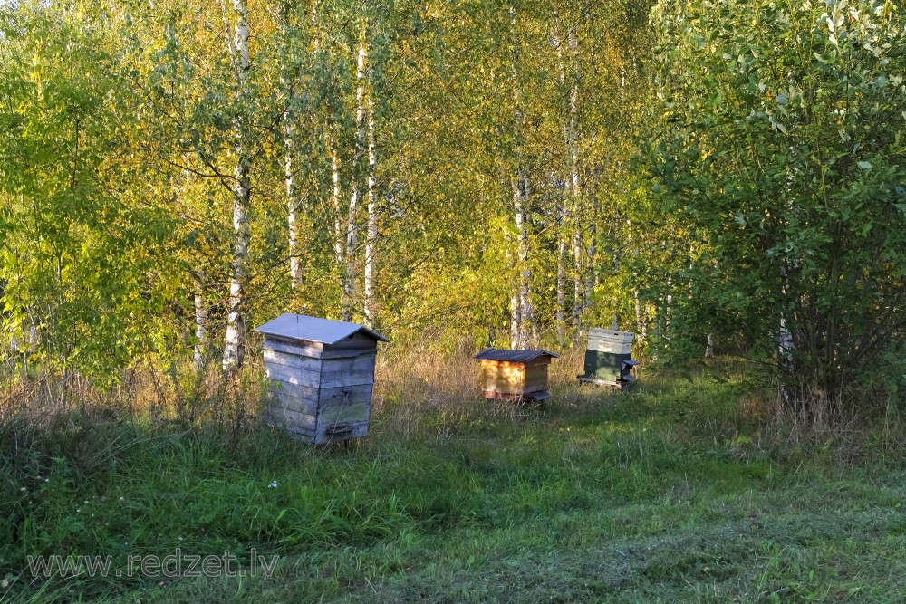 Beehive