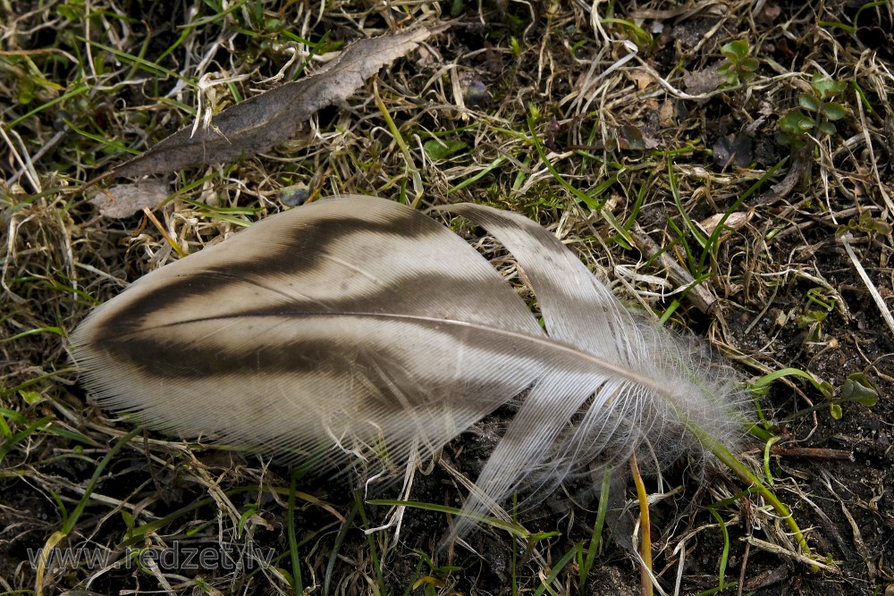 Mallard's Feather