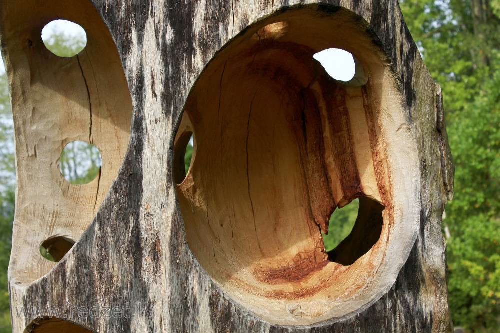 Kokgrebums Līgatnes Vienkoču parkā