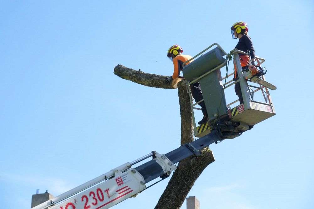 Precise trunk cutting with an aerial lift and chainsaw