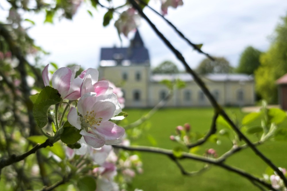 Close up of blooming apple tree flowers with Dole Manor house in background