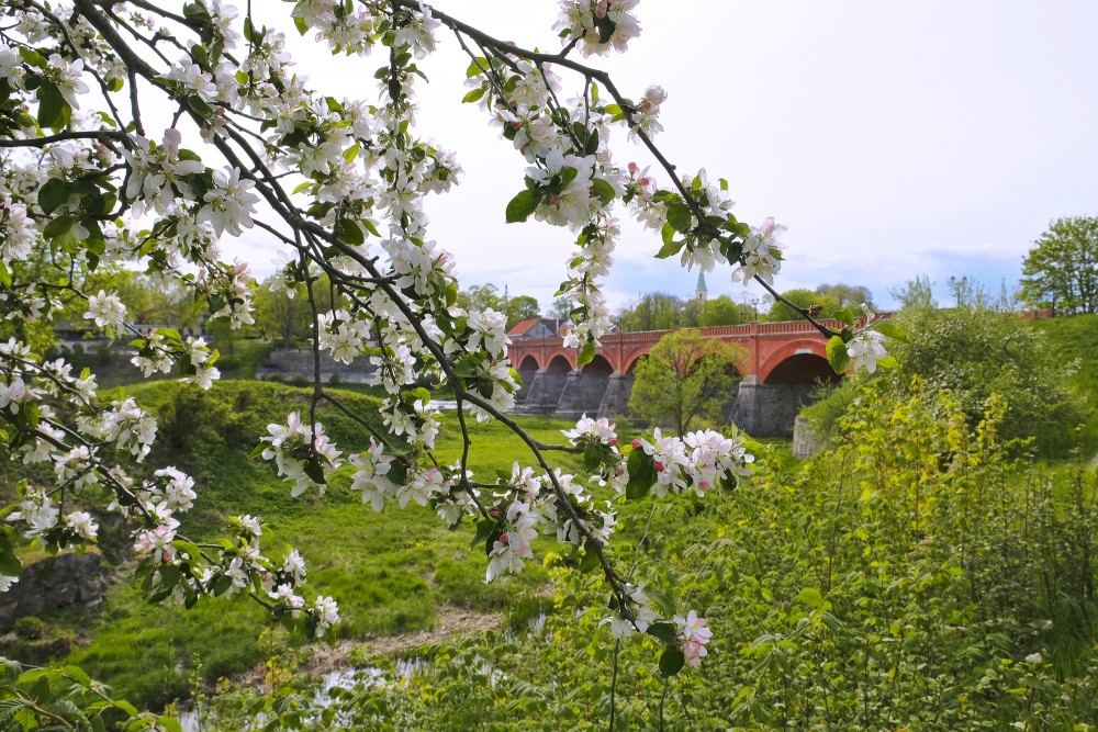 A view of Kuldīga brick bridge through apple blossoms
