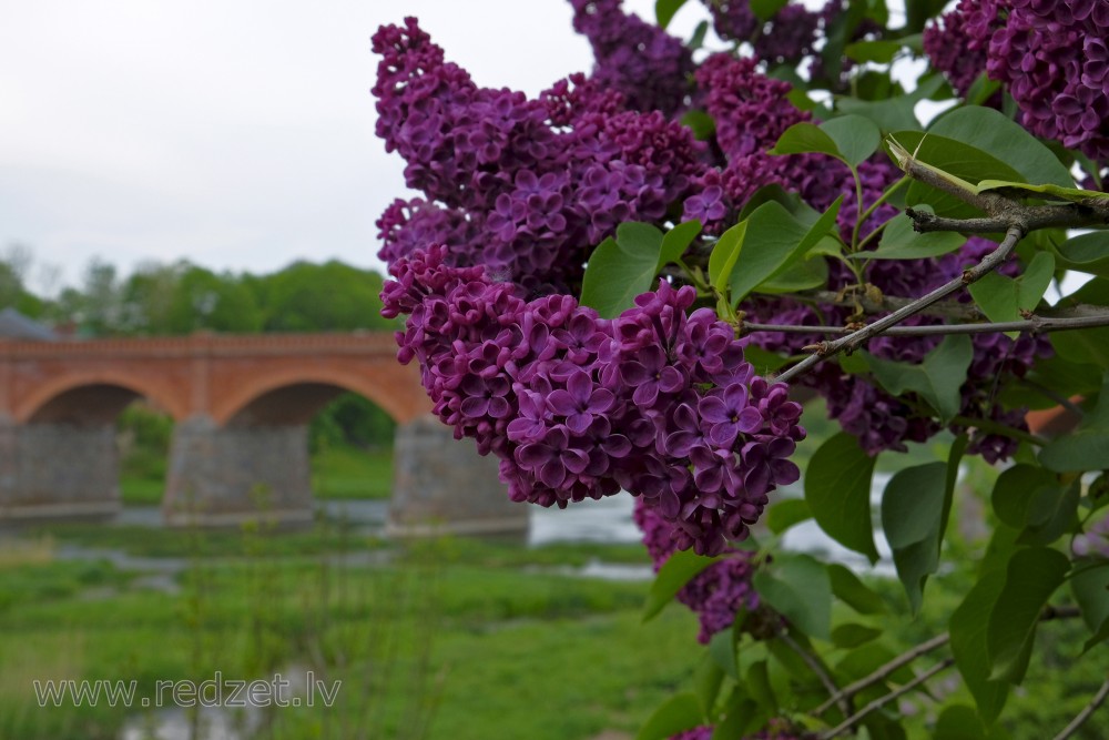 Common lilac
