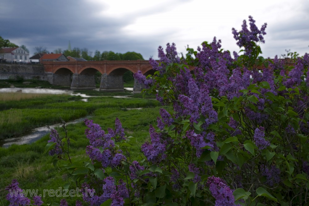 Common lilac and Brick Bridge