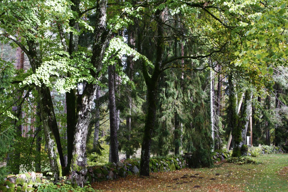 Rindas baznīcas akmens sēta Rindas baznīcas akmens sēta
