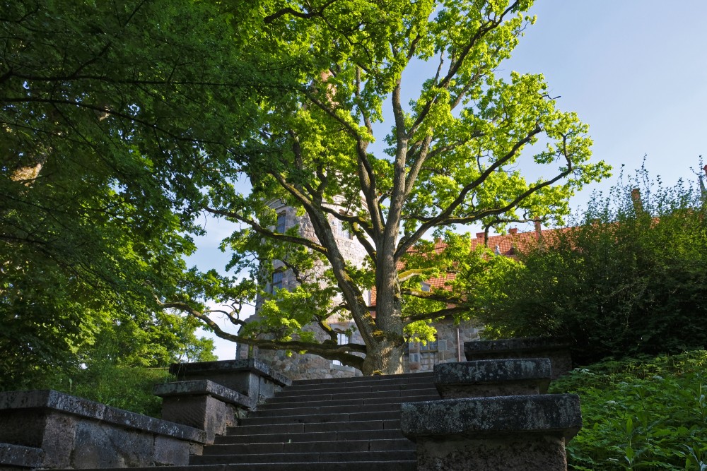 Oak near Cesvaine Palace