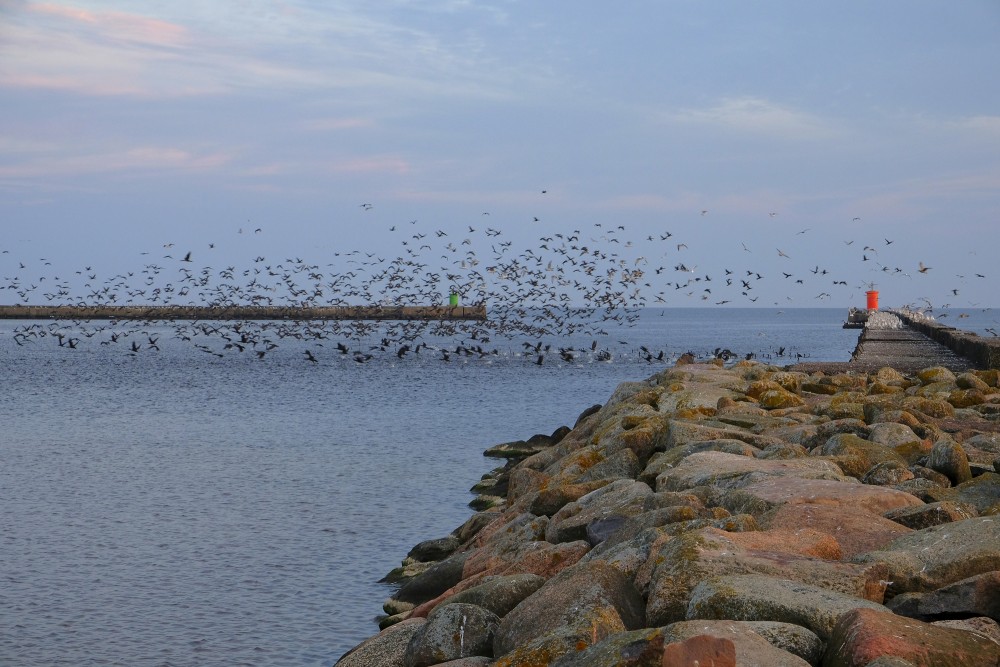 Birds Fly by Roja Pier