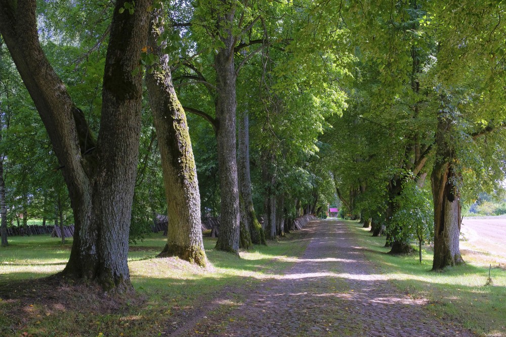 Linden Trees Alley, Which Leads To Garīkas Manor