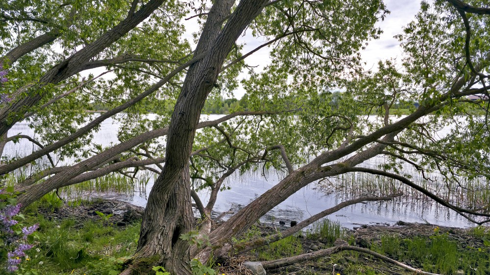 Leaning trees on the Daugava river bank in Doles sala nature park