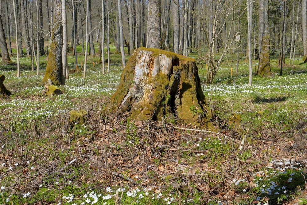 Celms Remtes muižas parkā