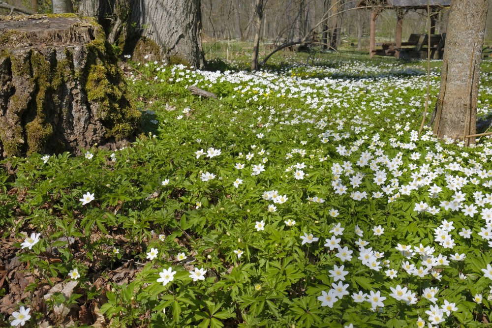 Wood Anemone in the Remte Manor Park