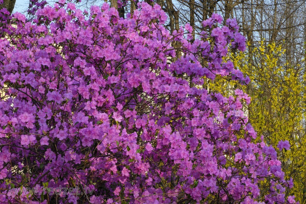 Rhododendron in Opera Square