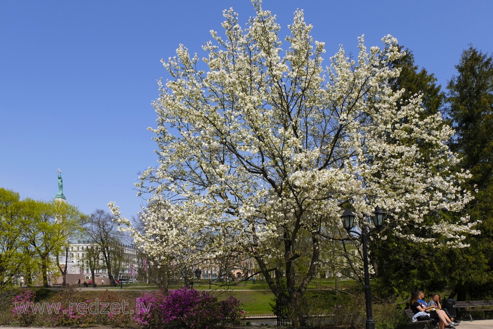 Magnolia in Opera Square, Riga