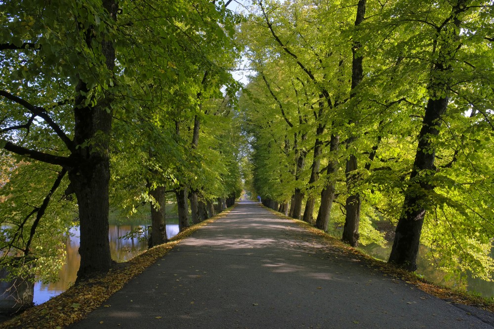 Alley in Vecauce Palace Park