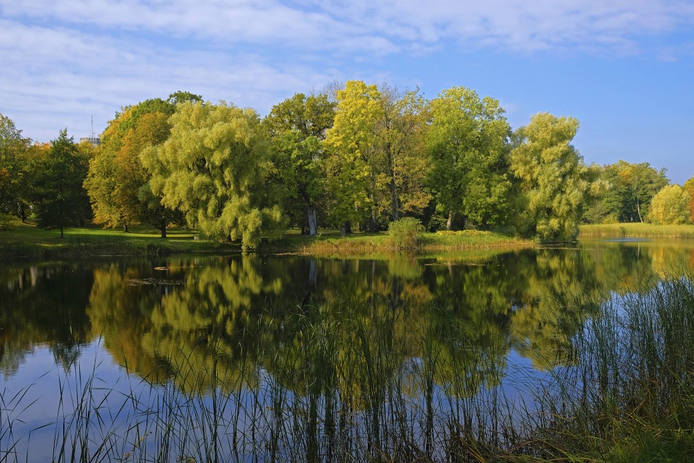 Vecauces pils parks, koku atspulgs ūdenī