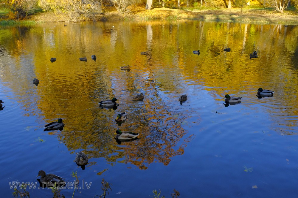 Pond in Madona Town, Latvia