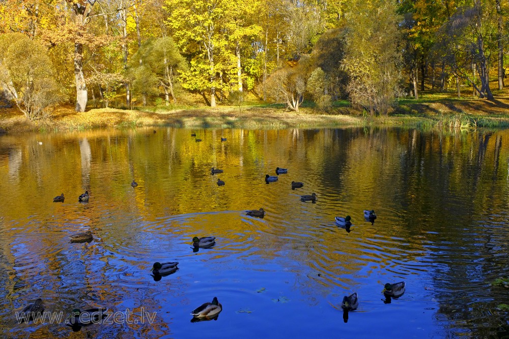 Pond in Madona Town, Latvia