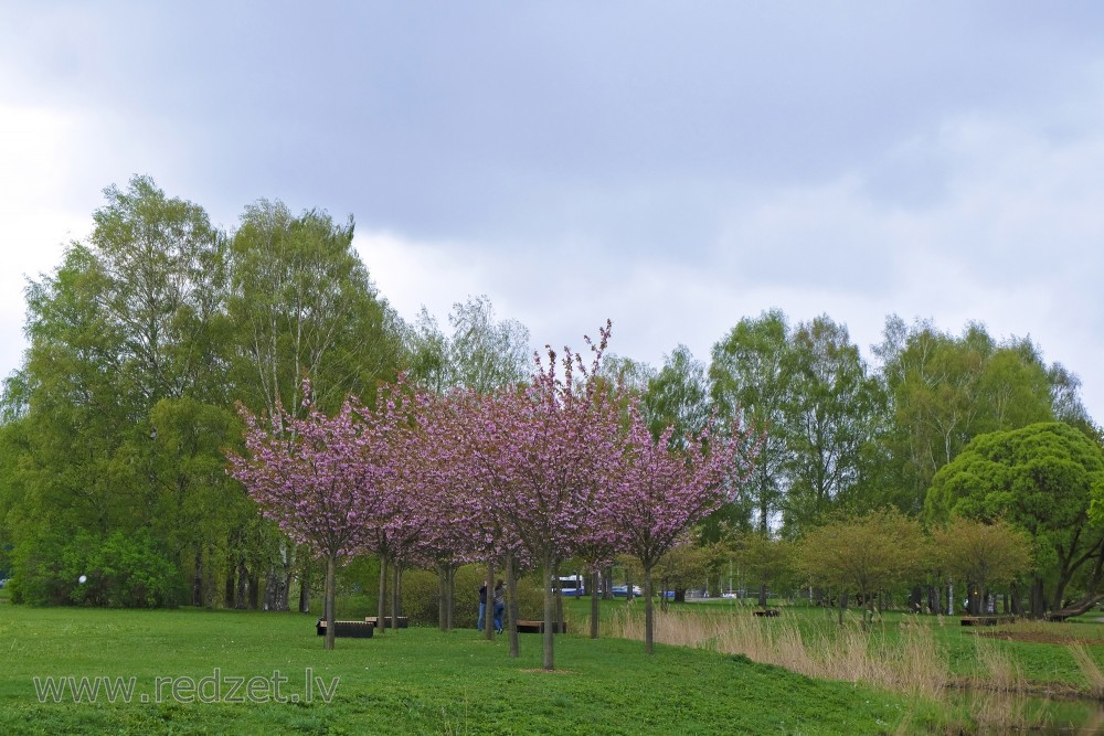 Rozā sakuras Uzvaras parkā