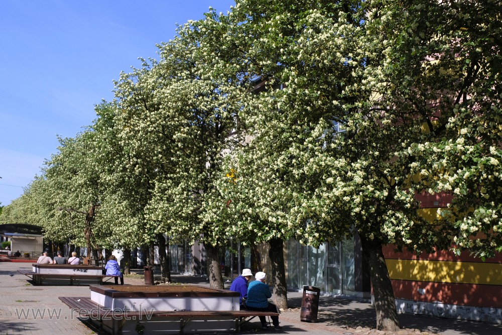 Driksa Street in Jelgava and Flowering Swedish Whitebeam