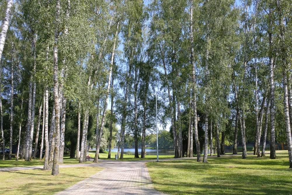 Birch tree alley by Māra Pond with a pedestrian path and park setting