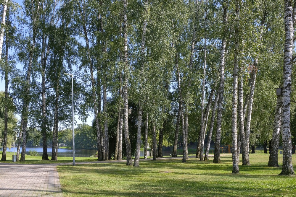 Bērzu birzs pie Māras dīķa ar atvērtu zālienu un parka ainavu