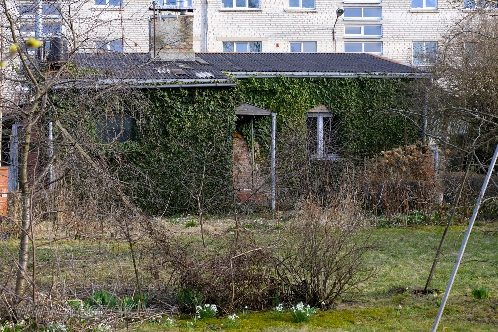 House Overgrown with Common Ivy