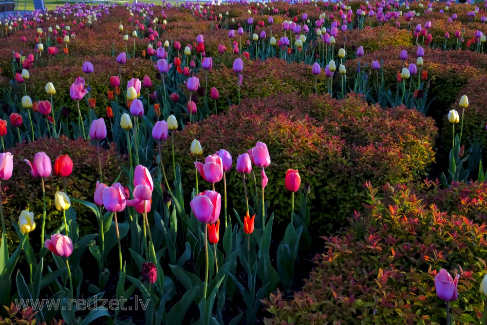 Ornamental Park and Bushes Greenery and Tulips