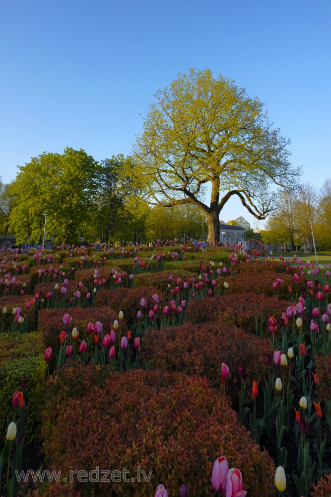 Ornamental Park and Bushes Greenery and Flowers