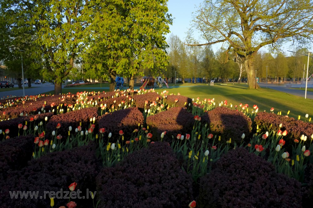 Ornamental Park and Bushes Greenery and Flowers
