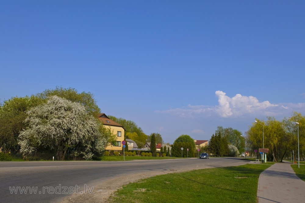 Eglaine Street in Ozolnieki and Blooming Cherry Plum