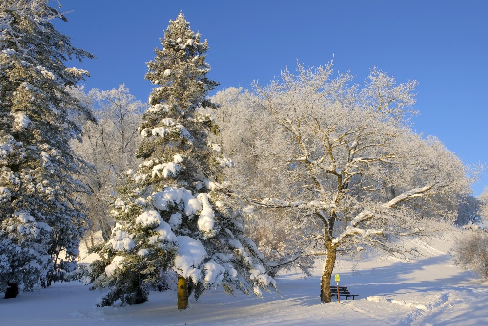 Kandavas ziemas ainava, apsniguši koki