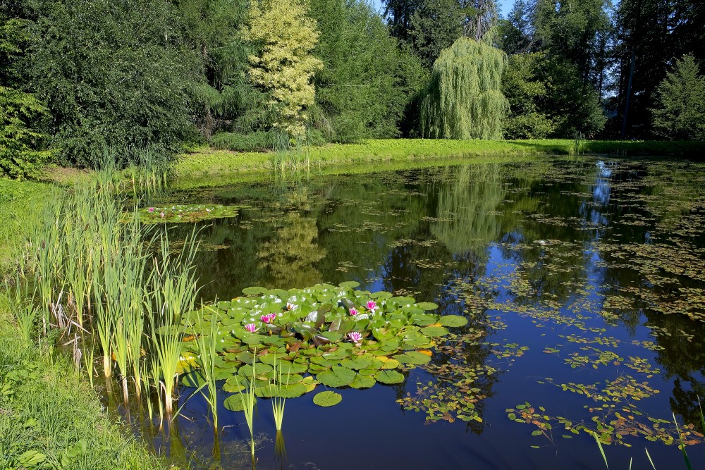 Water Lilies in Alūksne Manor Park