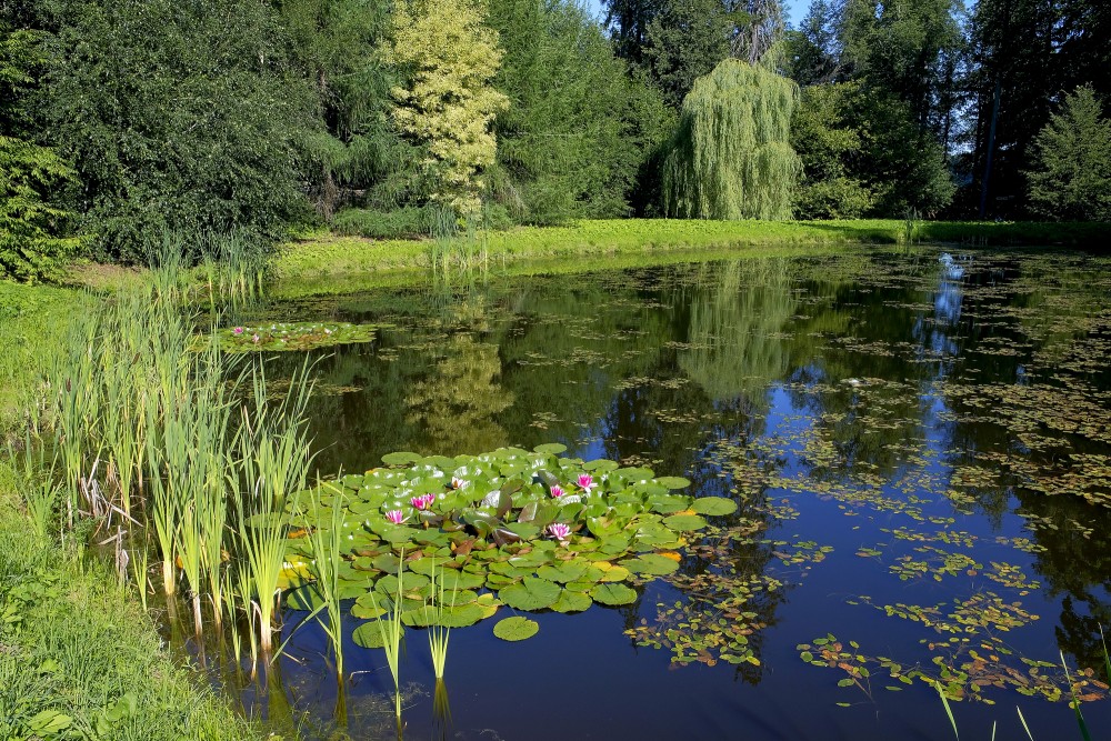 Ūdensrozes Alūksnes muižas parkā