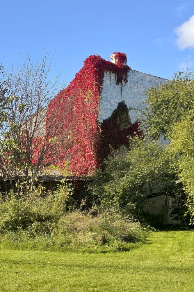 Old building wall covered in red Virginia creeper in Aizpute in autumn