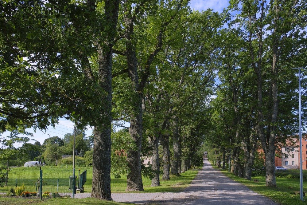 Oak Alley in Drusti Village