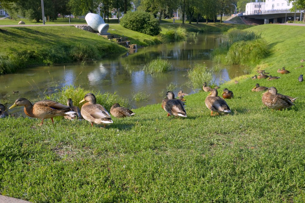 Mallard on the Rēzekne River Promenade