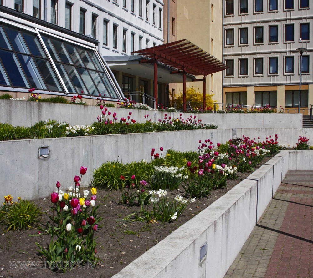 Ziedi pie Ventspils augstskolas