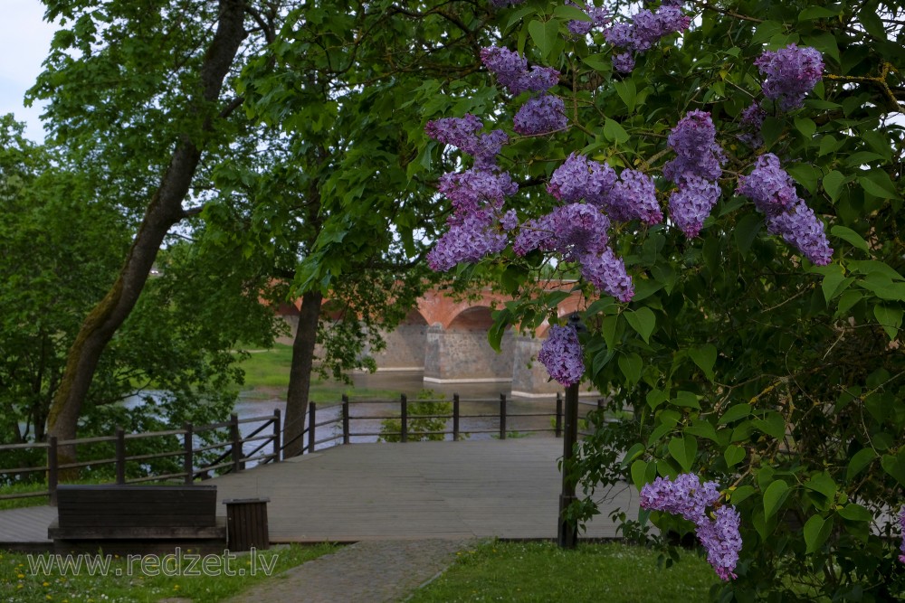 Common lilac and Brick Bridge