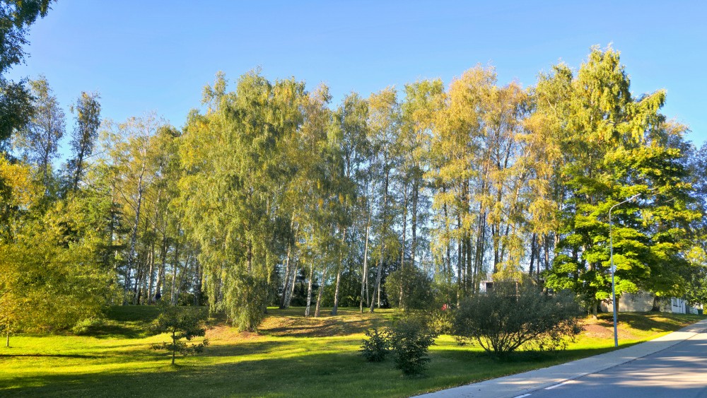 Zaļš parks ar bērziem Pāvilostā