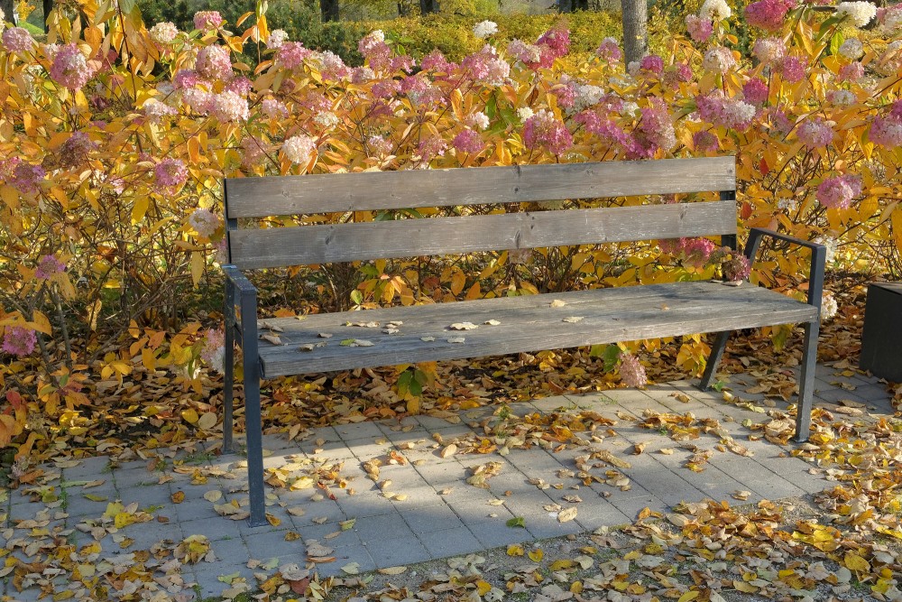 Bench At Rūjiena Stage, Autumn