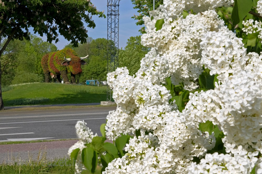 Common lilac in Ventspils