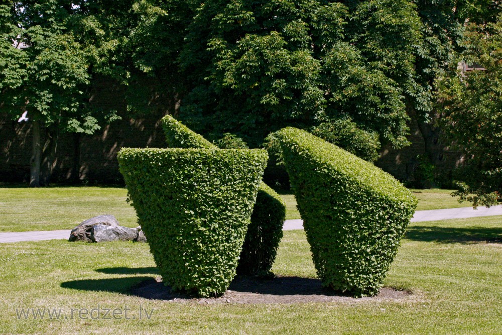 Shaped bushes in Mill Square, Ventspils