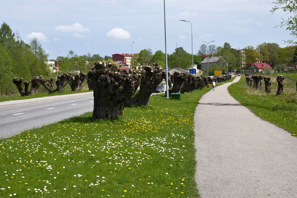 Willow Alley In Limbaži