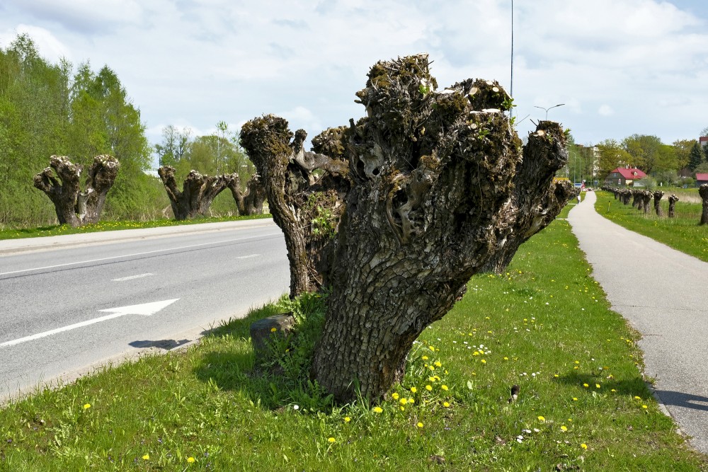 Vītolu aleja Limbažos (Jūras iela)