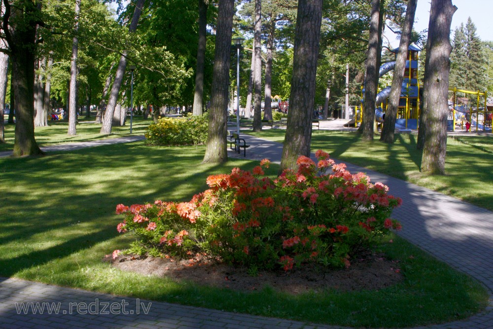 Rododendri Ventspils bērnu pilsētiņā